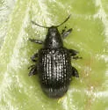 Willow Flea Weevil