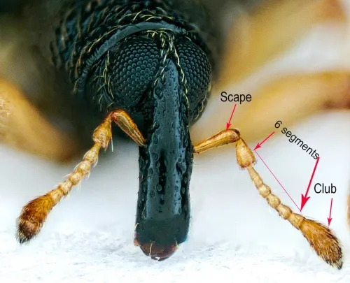 Isochnus sequensi - photo 2