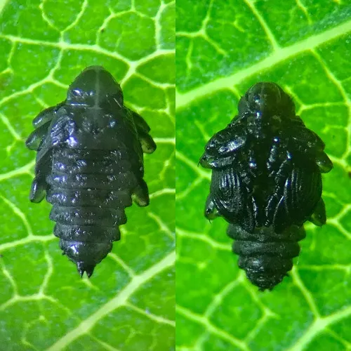 Isochnus sequensi - photo 3
