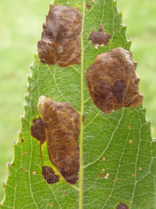 Isochnus sequensi - photo 4