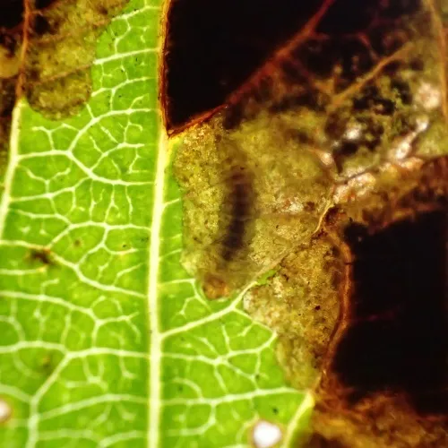 Isochnus sequensi - photo 5