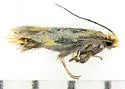 Isocorypha chrysocomella - Hodges#0298