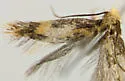 Isocorypha chrysocomella - Hodges#0298 - photo 2