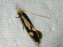 White-shawled Isocorypha - Hodges#0299