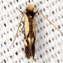 White-shawled Isocorypha - Hodges#0299 - photo 3