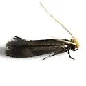 White-shawled Isocorypha - Hodges#0299 - photo 4