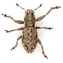 Isodacrys burkei