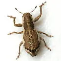 Isodacrys burkei - photo 2