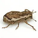 Isodacrys burkei - photo 3