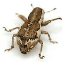 Isodacrys burkei - photo 4
