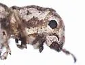 Isodacrys ovipennis - photo 2