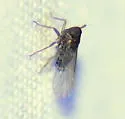 Isodelphax basivitta - photo 3