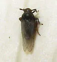 Isodelphax basivitta - photo 5