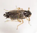 Isodelphax nigridorsum
