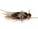Isodelphax nigridorsum - photo 2