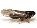Isodelphax nigridorsum - photo 3