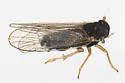 Isodelphax nigridorsum - photo 4