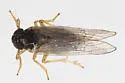 Isodelphax nigridorsum - photo 5