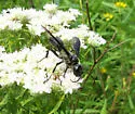 Isodontia apicalis