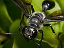 Isodontia apicalis - photo 2
