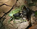 Isodontia apicalis - photo 3