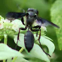 Isodontia apicalis - photo 4