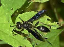 Isodontia apicalis - photo 5