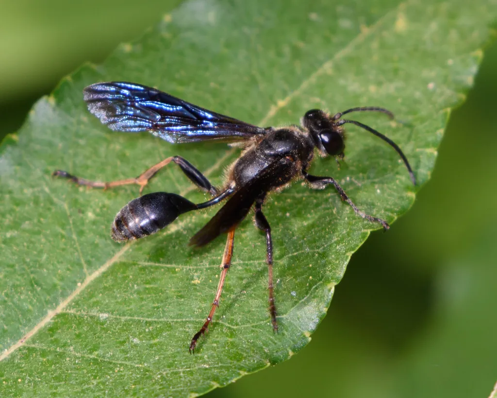 Brown-legged Grass-carrying Wasp