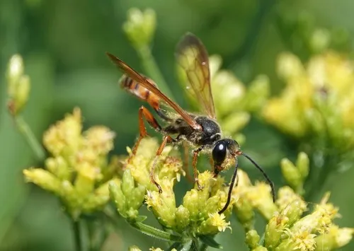 Elegant Grass-carrying Wasp