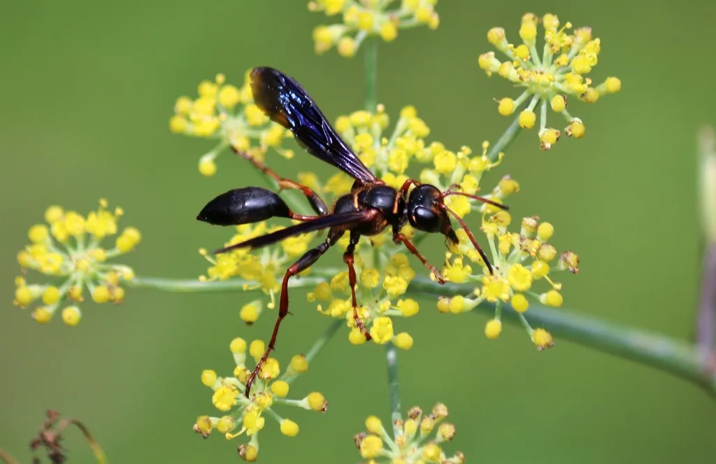 Isodontia exornata - photo 2