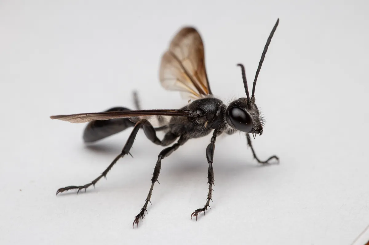 Mexican Grass-carrying Wasp