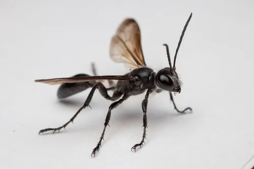 Mexican Grass-carrying Wasp - photo 3