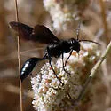 Isodontia philadelphica