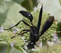 Isodontia philadelphica - photo 4