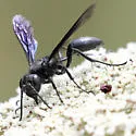 Isodontia philadelphica - photo 5