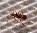 Isodromus puncticeps