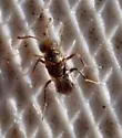 Isodromus puncticeps - photo 2
