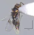 Isodromus puncticeps - photo 3