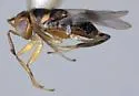 Isodromus puncticeps - photo 4