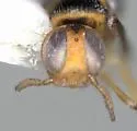Isodromus puncticeps - photo 5
