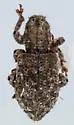 Isodrusus debilis - Isodrusus debilis