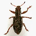 Isodrusus debilis - photo 2