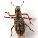 Isodrusus debilis - photo 3