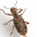 Isodrusus debilis - photo 4