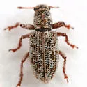 Isodrusus debilis - photo 5
