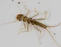 Isogenoides frontalis