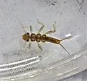 Isogenoides hansoni