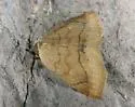 Isogona punctipennis - Hodges#8495