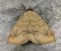 Isogona punctipennis - Hodges#8495 - photo 2
