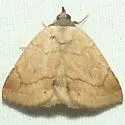 Isogona punctipennis - Hodges#8495 - photo 3